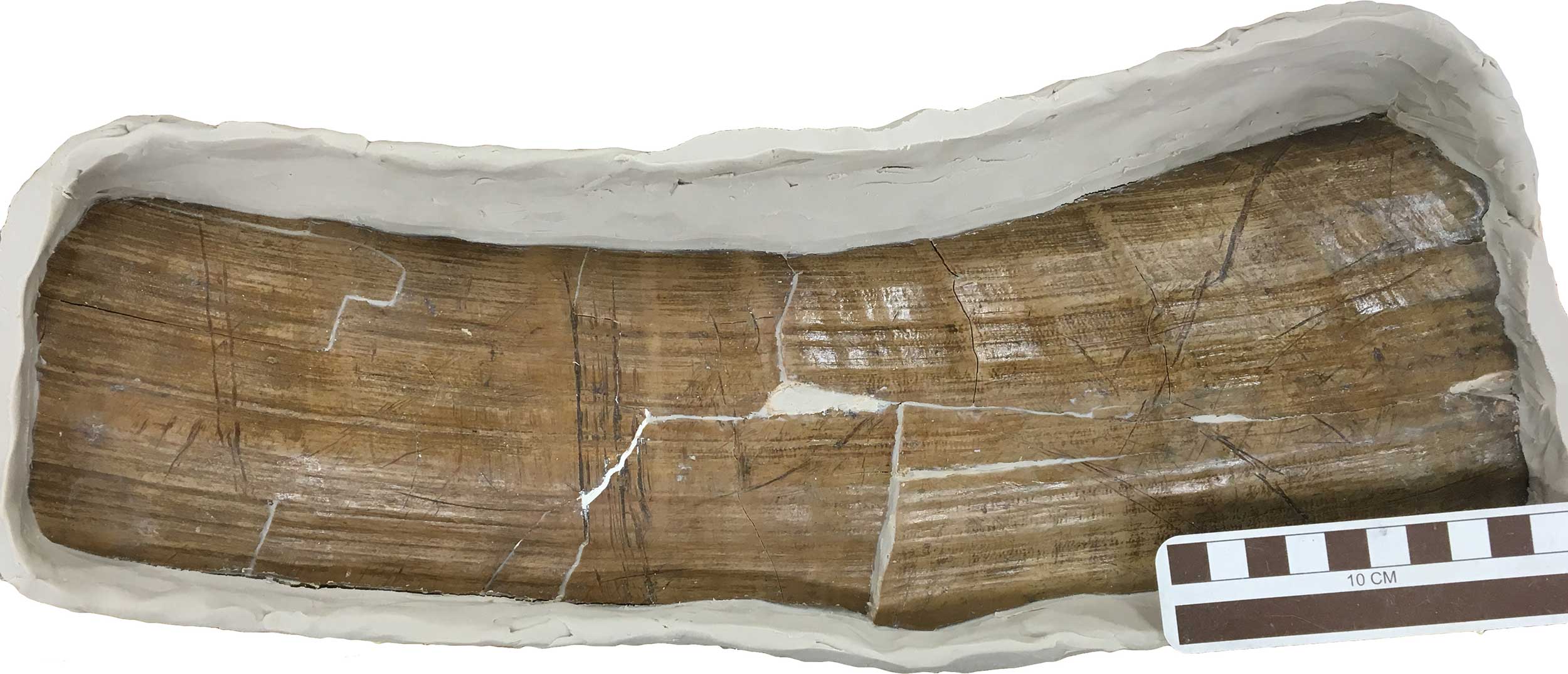 Part of the upper, outer surface of the tusk base, surrounded by modeling clay in preparation for pouring a silicone mold. At center-left is a group of deep, parallel, transverse marks made with a stone tool as part of the tusk removal process. Diagonal marks to the left and right of cut marks were made by bone fragments caught in the space between the tusk surface and the alveolar bone, when the tusk was rotated back and forth while attempting to withdraw it from the socket. Image credit: Daniel C. Fisher, University of Michigan Museum of Paleontology