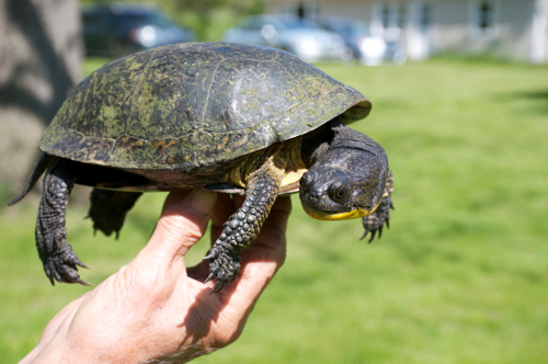 An 83-year-old Blanding’s turtle at U-M’s E.S. George Reserve near Pinckney. The turtle was first captured in 1954 as part of a long-term study of turtle life histories and reproductive success. Image credit: Christopher Dick