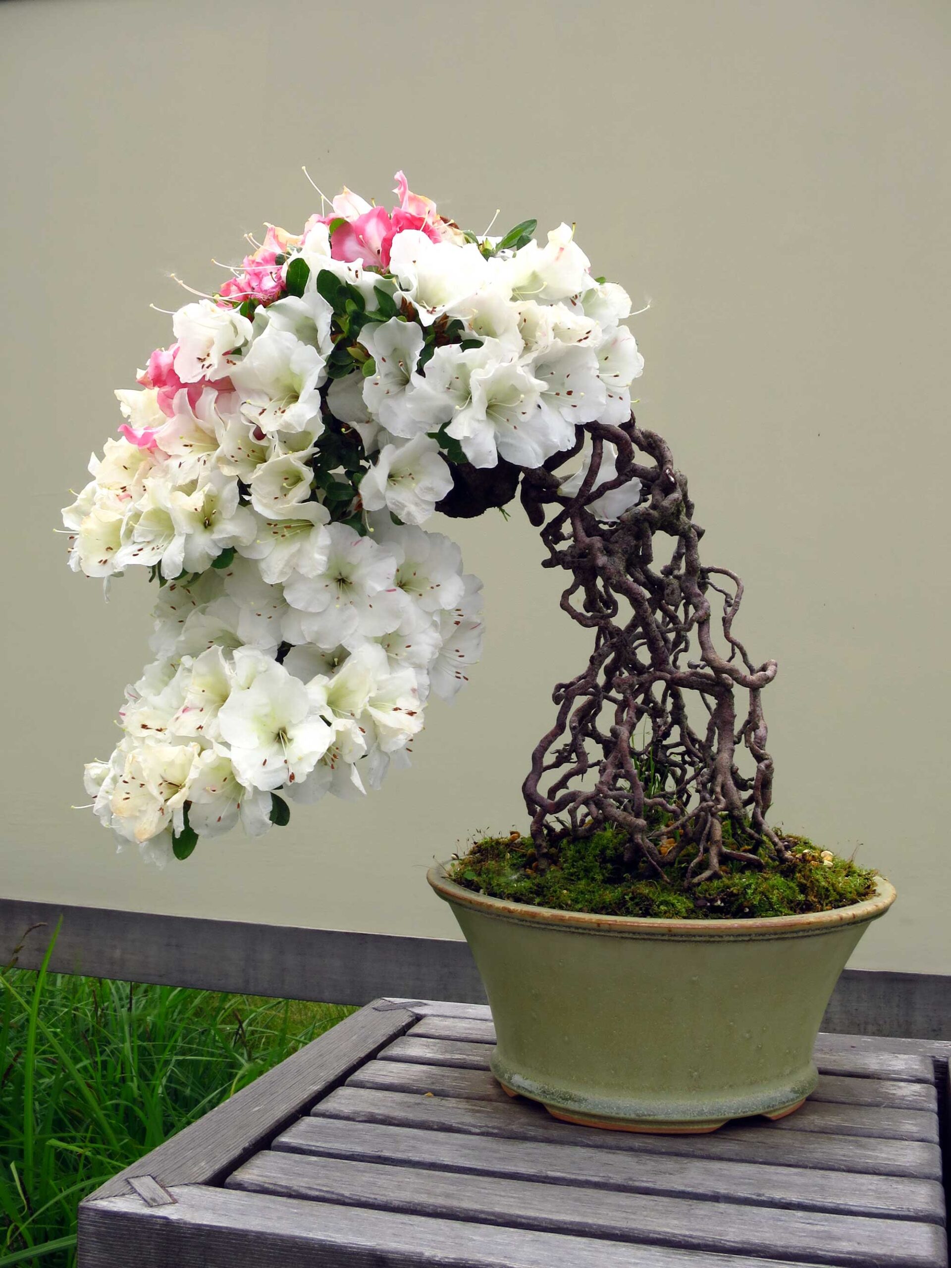Azalea bonsai from Mel Goldstein’s private collection. Image credit: Michele Yanga, Courtesy U-M Matthaei Botanical Gardens