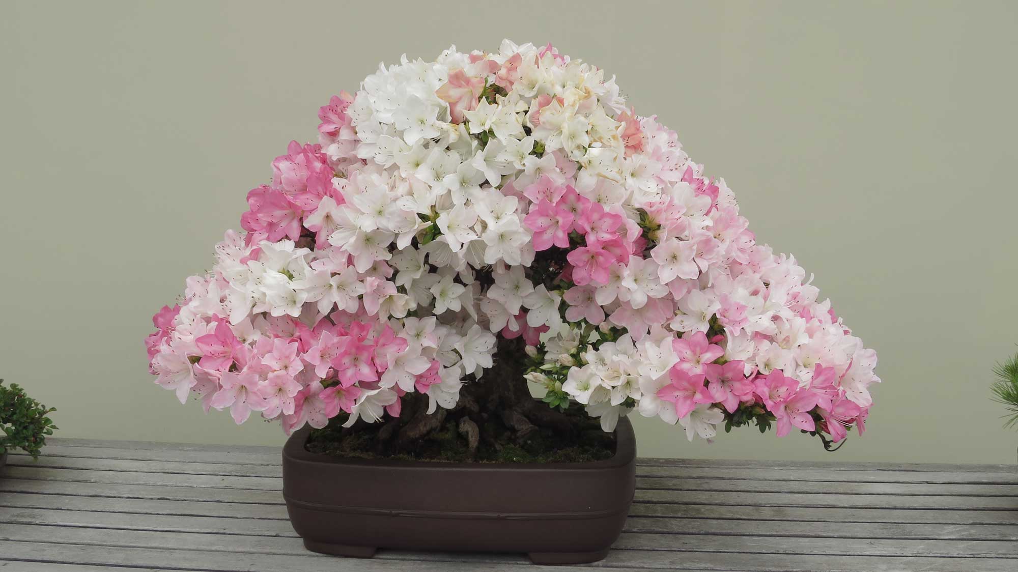 Azalea bonsai from Mel Goldstein’s private collection. Image credit: Michele Yanga, Courtesy U-M Matthaei Botanical Gardens