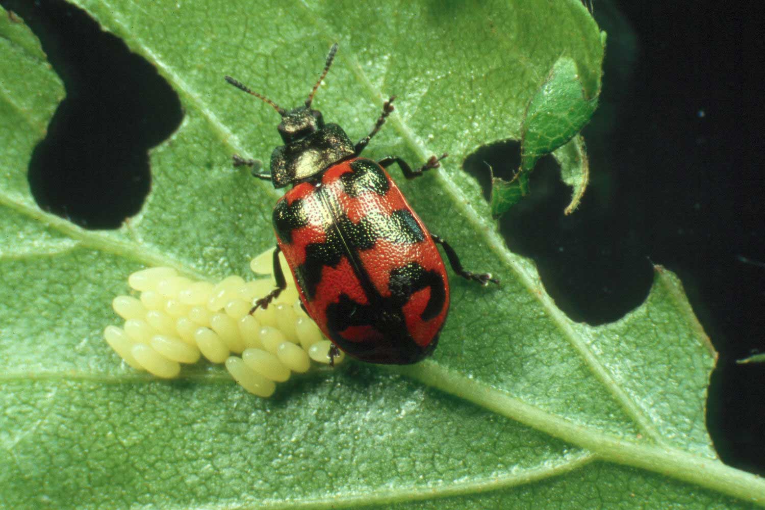 A female Chrysomela lapponica beetle laying eggs on her host plant. C. lapponica is one of four species of leaf-eating beetles monitored in a study of how changes in climate and pollution affect insect population dynamics in a subarctic forest. Image credit: Juergen Gross (Own work) [CC BY-SA 3.0 (http://creativecommons.org/licenses/by-sa/3.0)