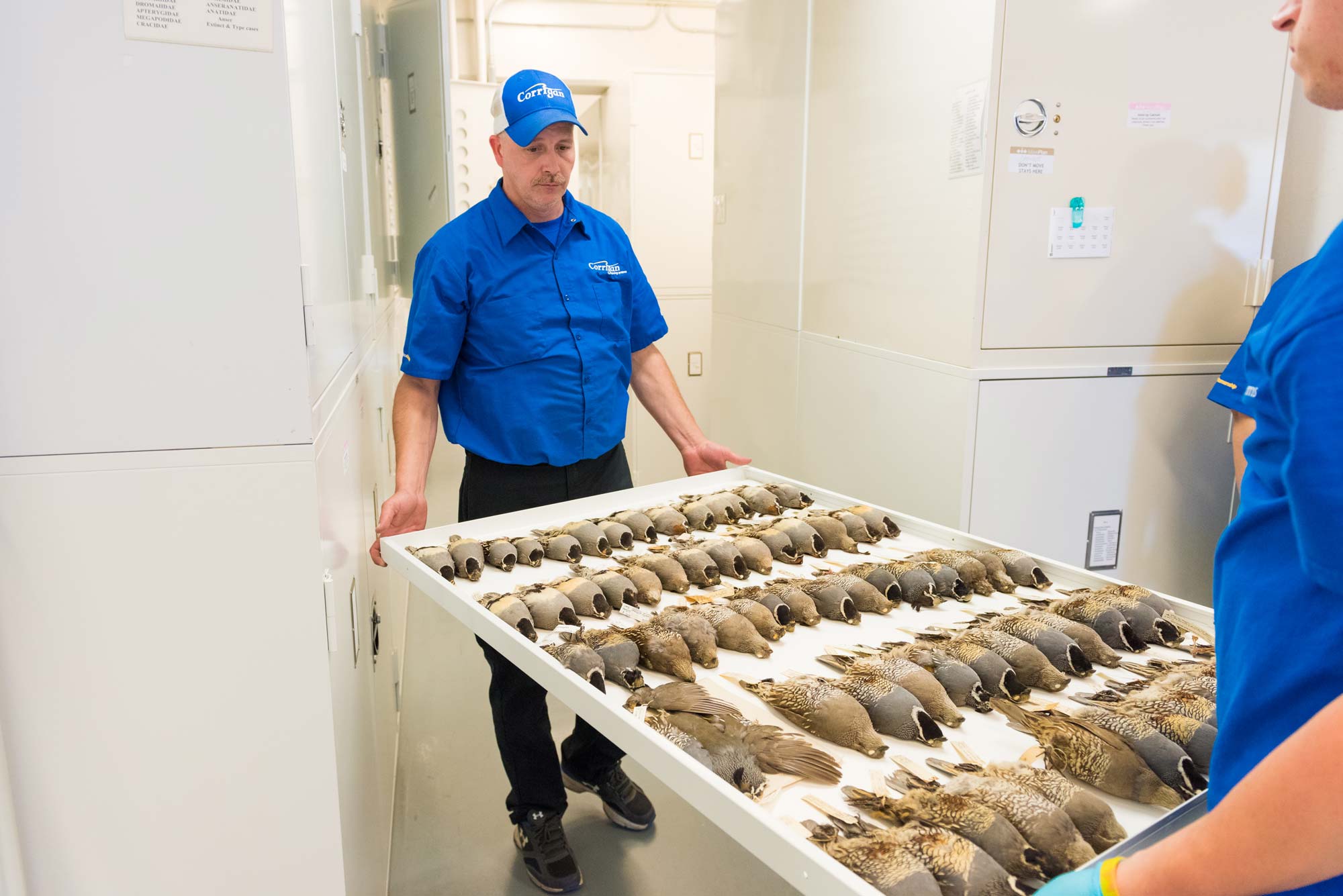 Workers from Corrigan Moving Systems moving a drawer filled with quail specimens at the U-M Museum of Zoology.