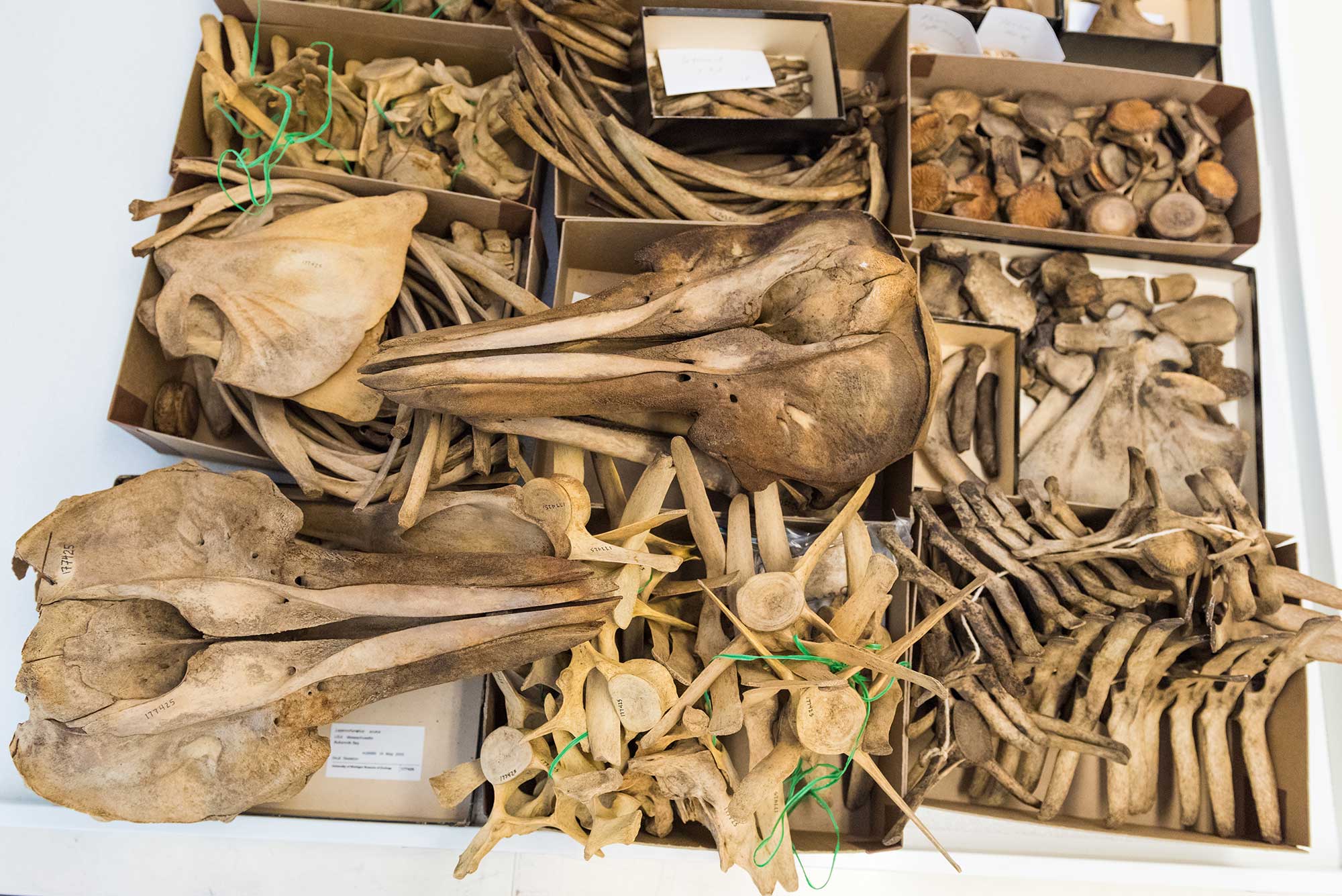 Dolphin skulls, vertebrae and other assorted bones at the U-M Museum of Zoology.