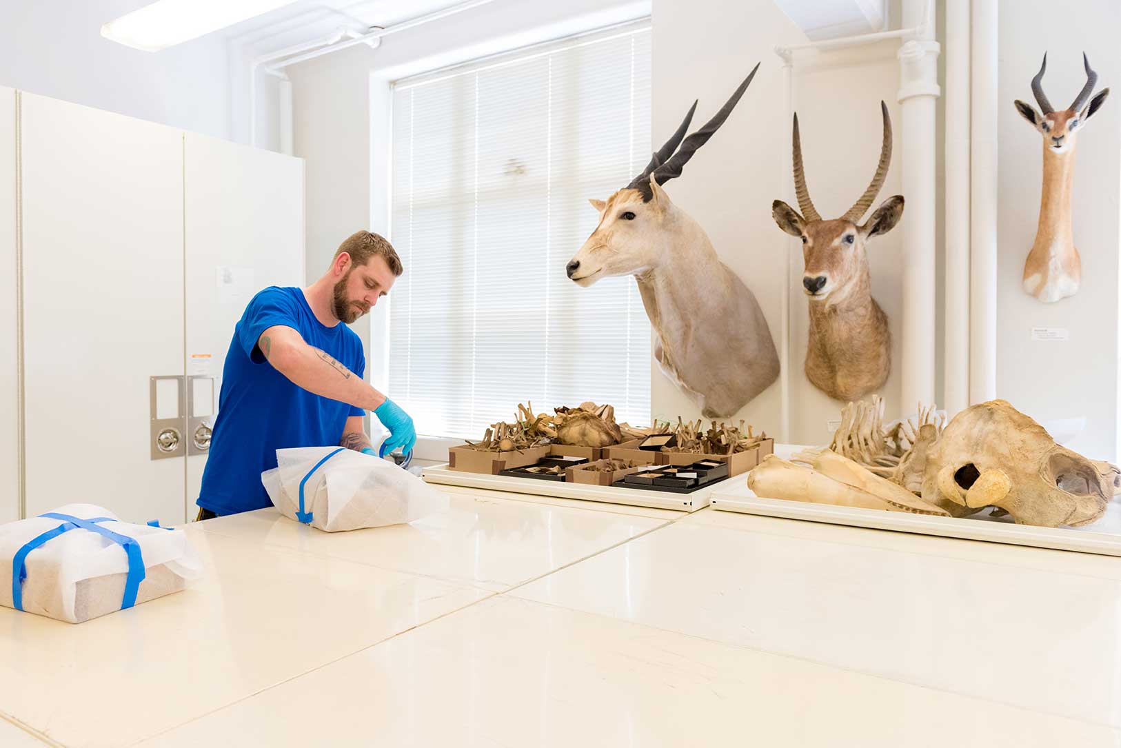Bret Pollington of Corrigan Moving Systems wraps a dolphin skull at the U-M Museum of Zoology. Mounted heads of several African bovids -- a common eland, a waterbuck and a gerenuk -- are on the wall. Images credit: Daryl Marshke, Michigan Photography