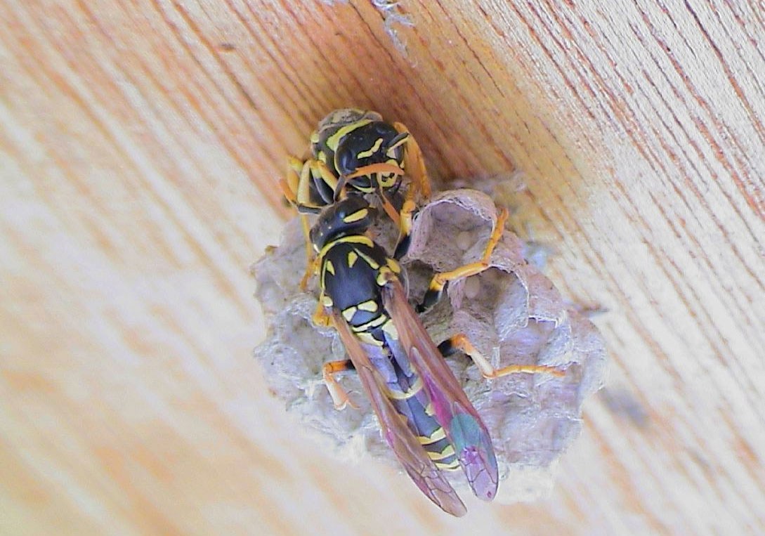 Two female paper wasps fighting. In laboratory experiments, bouts between rival females were videotaped, and aggression was scored based on the number of mounts, bites, grapples and stings observed. Photo courtesy of Elizabeth Tibbetts.