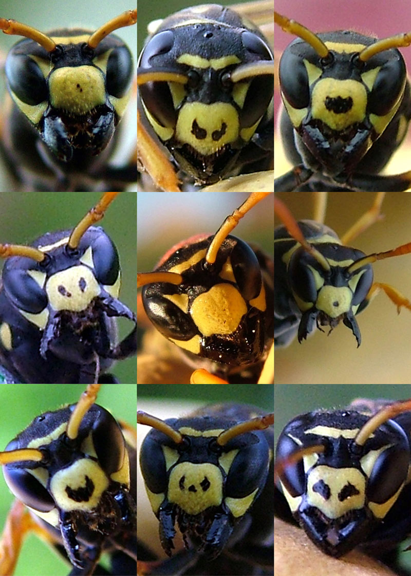 Paper wasps have variable black facial patterns that signal their fighting ability. Wasps with more of these irregular black spots on their faces win more fights and are avoided by rivals. Photo courtesy of Elizabeth Tibbetts.