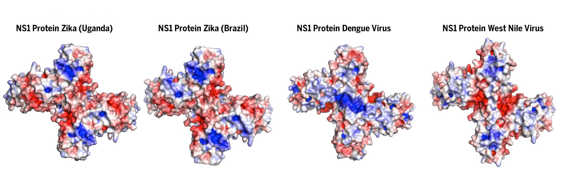 A University of Michigan-led team has revealed the molecular structure of a protein produced by the Zika virus that is thought to be involved in the virus’s reproduction and its interaction with the host’s immune system. The NS1 protein is produced by flaviviruses, like Zika, and released into the bloodstream of infected patients, where it interacts with the patient’s immune system. Here, variations in negatively charged areas (red) and positively charged areas (blue) show how each NS1 protein would "feel" different to the immune system—but the impact of these differences is not yet well understood. The researchers also looked at changes to the protein as the Zika virus has evolved from the original Uganda strain to the current Brazil outbreak. Source: Brown, Akey, et al., Nature Structural and Molecular Biology.
