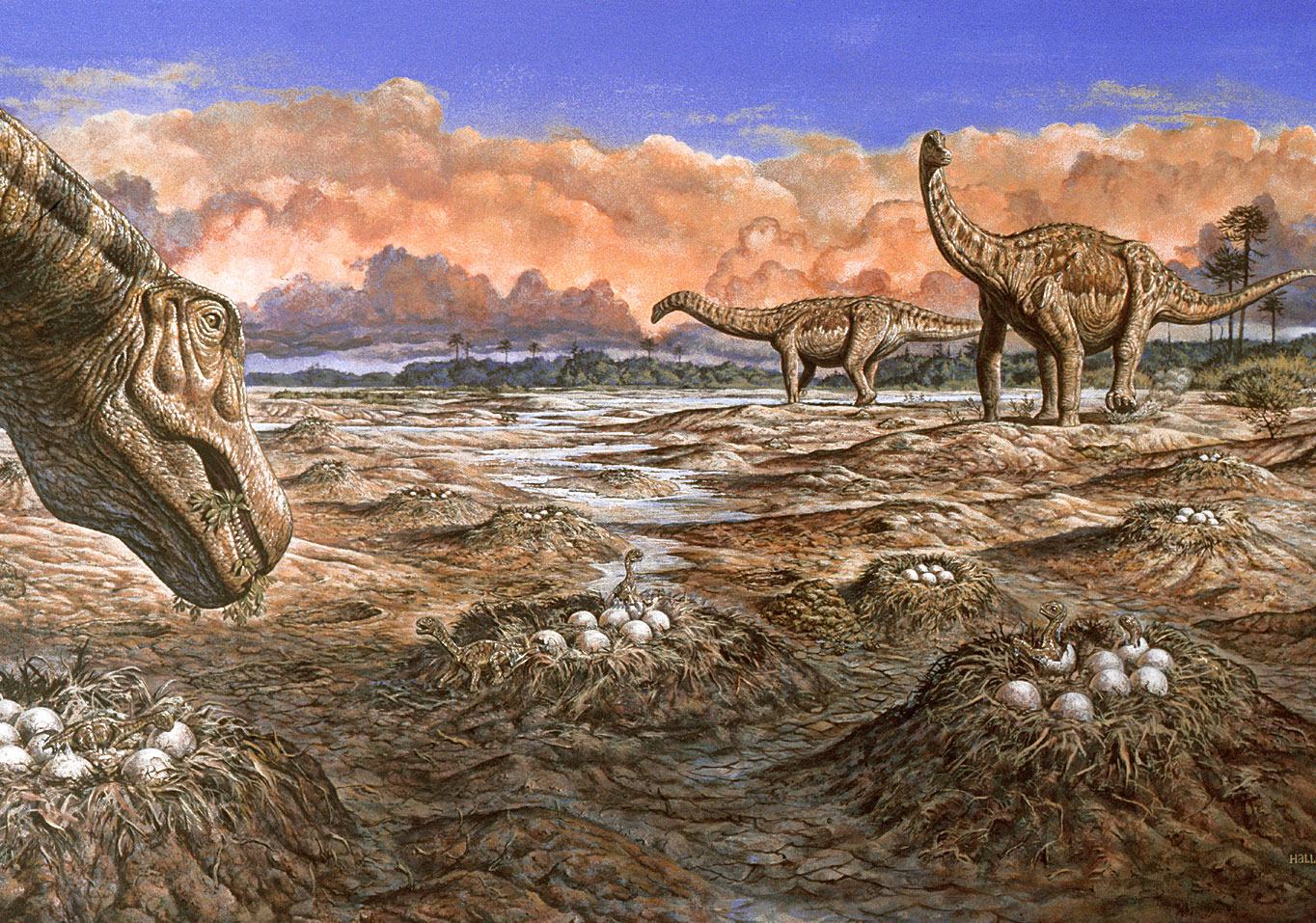 Sauropod dinosaurs at a shared nesting site in the Late Cretaceous. Artist: Mark Hallett. Source: "The Sauropods: Evolution and Paleobiology."  Kristina A. Curry Rogers and Jeffrey A. Wilson, eds. University of California Press, Berkeley, 2005. 