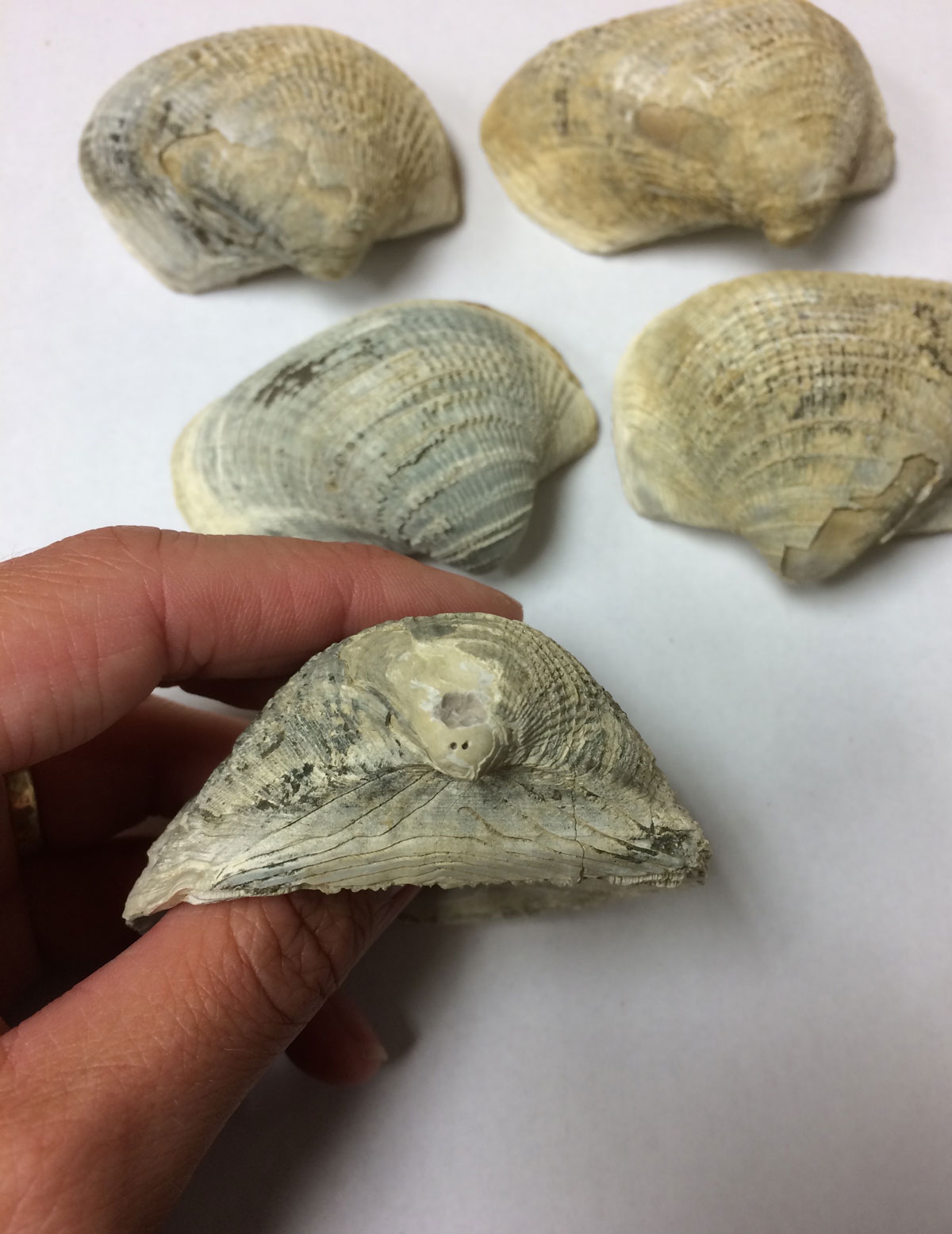 Two small drill holes below a larger drilled area show where sample material was extracted from the umbo (hinge) region of this Cucullaea antarctica shell, with four other shells of the same species in the background. Photo credit: Sierra V. Petersen.