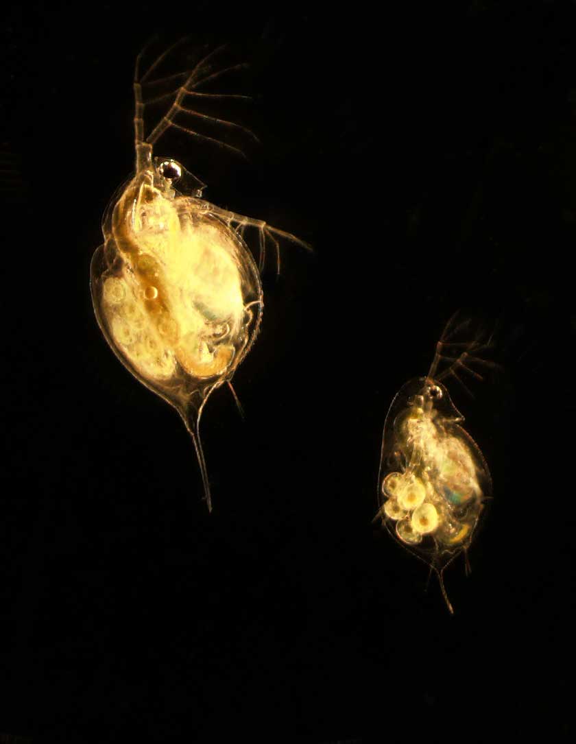 An adult female Daphnia lumholtzi (top left) and an adult female Daphnia dentifera (bottom right). image credit: I. A. Oleksy. 