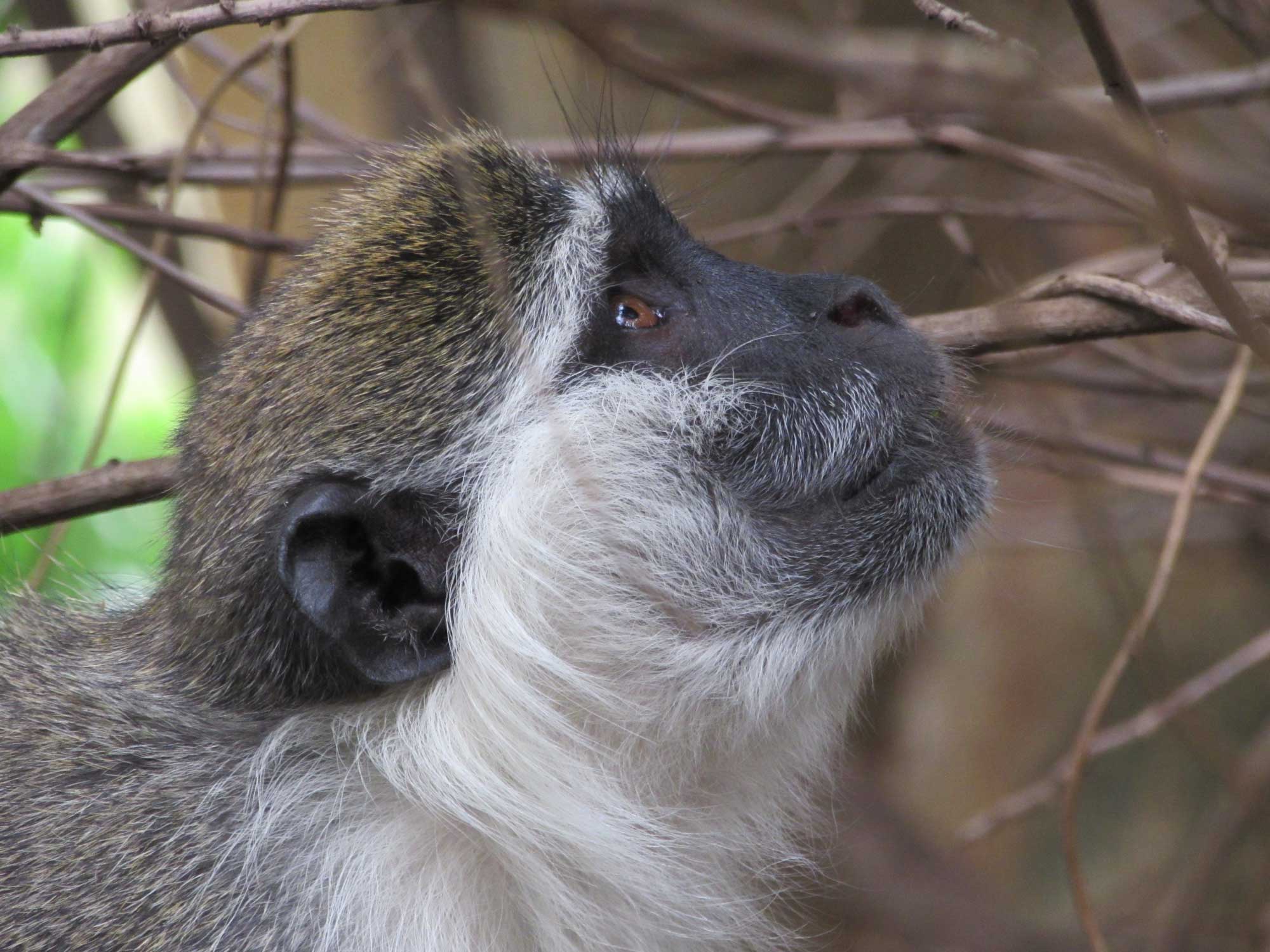 Vervet (Chlorocebus aethiops) in Awash National Park, Ethiopia. Image credit: John Rowan
