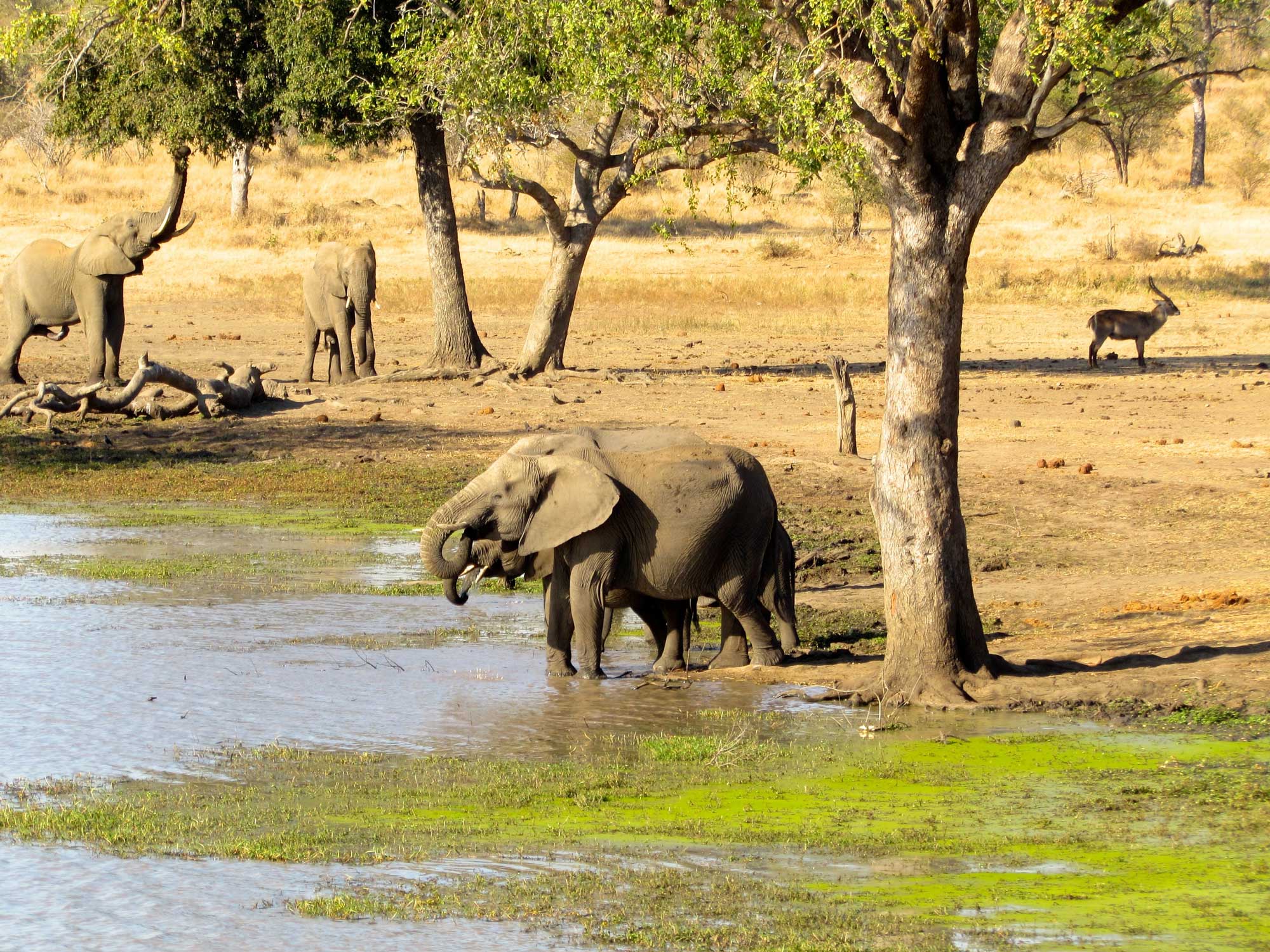 Elephant (Loxodonta africana) and waterbuck (Kobus ellipsiprymnus) in Kruger National Park, South Africa. Image credit: John Rowan