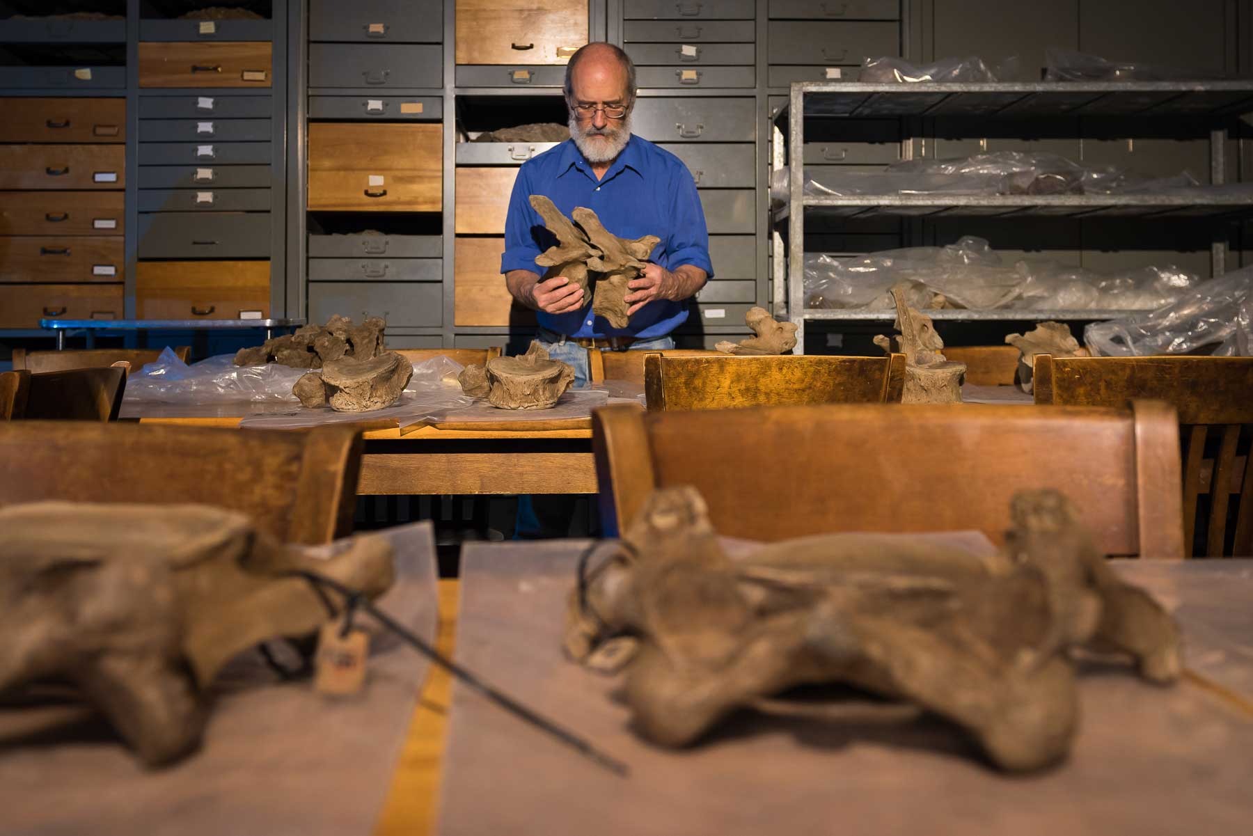 Paleontologist Dan Fisher works in the classroom to identify bones. Image credit: Daryl Marshke, Michigan Photography