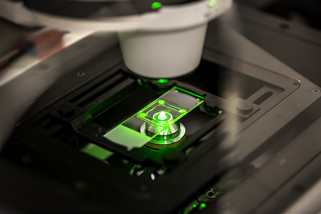 Microscopic results of cysts from a cell culture. Image credit: Joseph Xu
