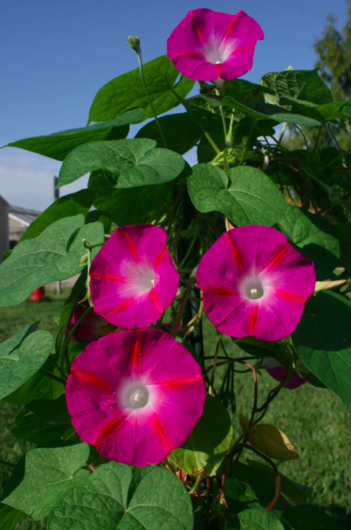 Morning glories growing outside at the University of Michigan’s Matthaei Botanical Gardens. Image credit: Malia Santos.