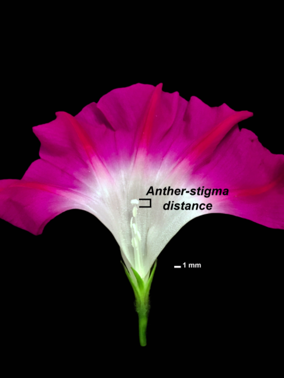 A morning glory flower labeled to show the distance between the male reproductive part, the anther, and the female reproductive part, the stigma. Pollen grains formed in the anther are shared with the stigma. Image credit: Regina Baucom