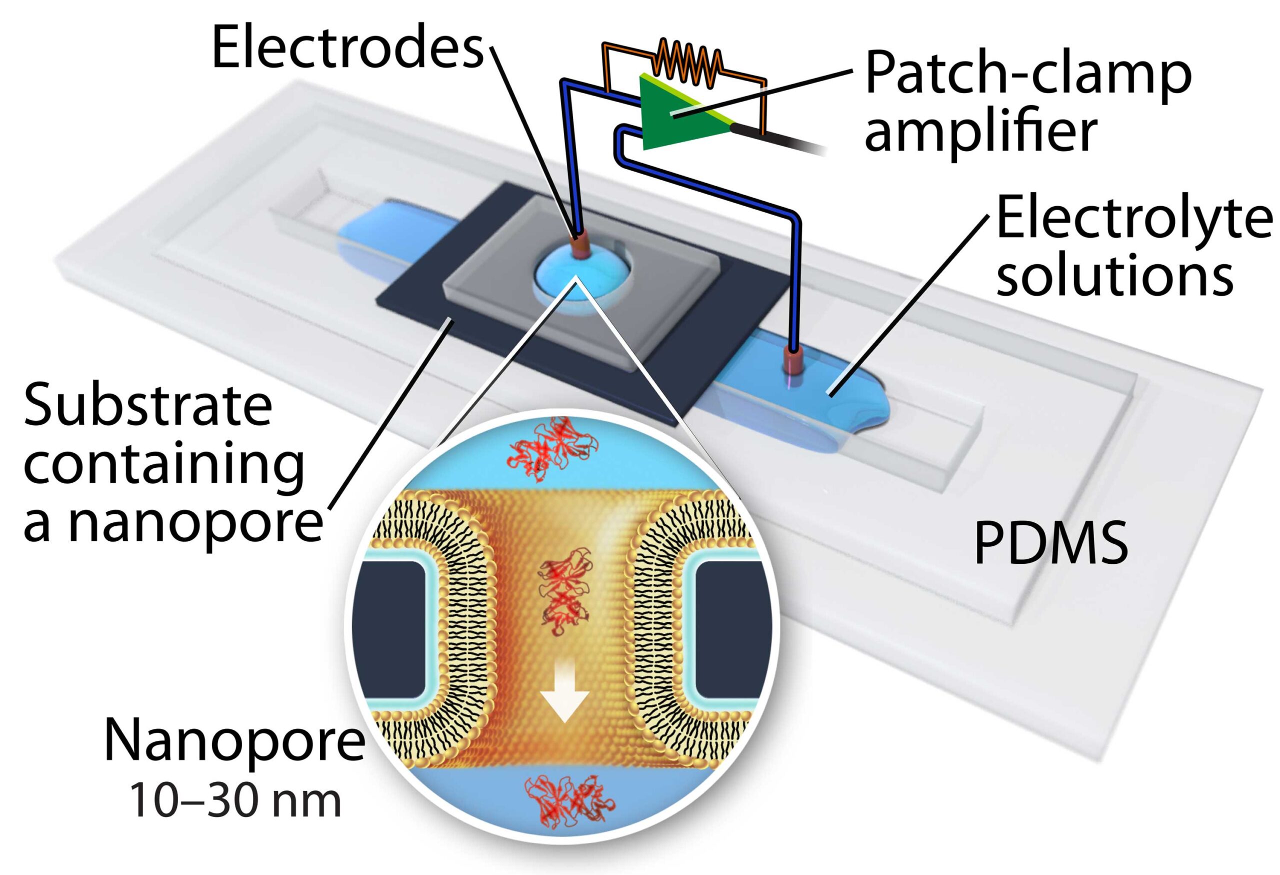 This illustration depicts the device used to measure individual protein. The inset shows proteins (in red) flowing through a nanopore.