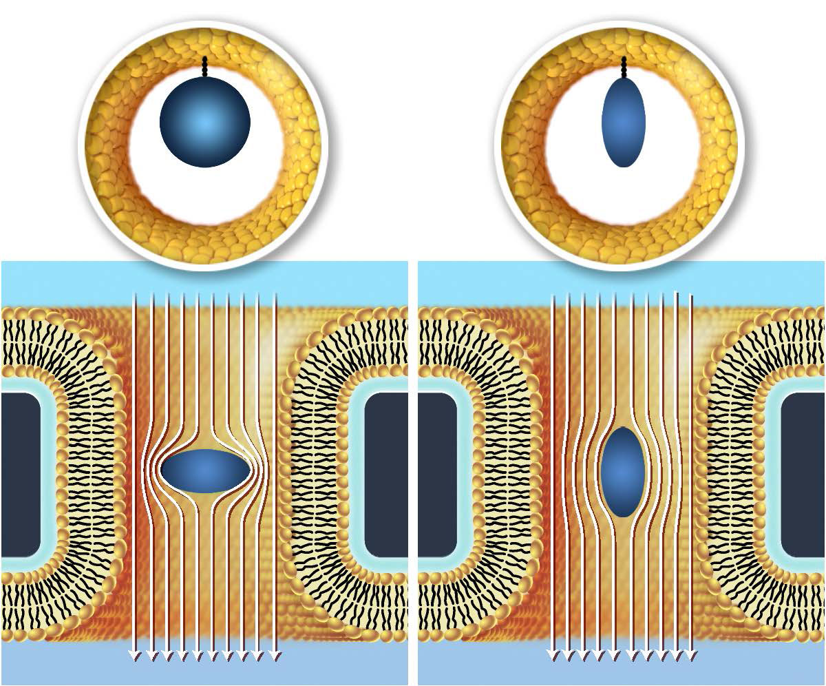 This illustration depicts a side view of proteins (blue) flowing through two electrically charged nanopores.