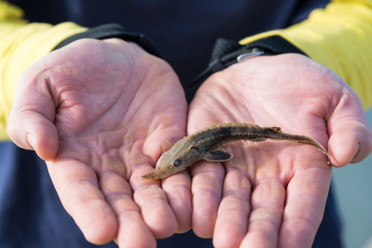 A museum specimen of a baby lake sturgeon. This individual would have been several months old. Lake sturgeon this size are rarely found in the Detroit and St. Clair rivers. Image credit: Austin Thomason, Michigan Photography