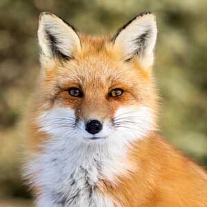 A quick brown fox