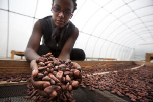 Corinne Joachim-Sanon, founder of the Askanya Chocolate Factory sifts through the dry beans in the drying facility outside of Ouanaminthe. Image credit: Marcin Szczepanski