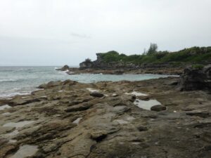Researchers dug up fossilized shells of sea snails at two bays on Bermuda's southern coast. The shells were used in a University of Michigan-led study of past ocean temperatures. Image credit: Ian Winkelstern
