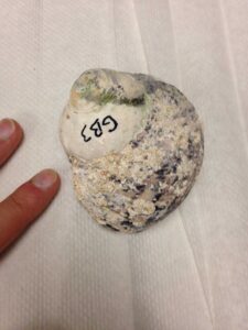 Fossilized shells of sea snails from Bermuda's southern coast were used in a University of Michigan-led study of past ocean temperatures. Image credit: Ian Winkelstern