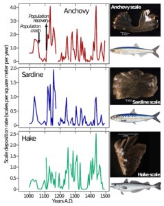 Anchovy, sardine, and hake scale deposition rate from AD 1000 − 1500 derived from a recent, age-calibrated sediment core from Santa Barbara Basin, California. Representative fish scales and the respective fishes are shown on the right. Image credit: I.L. Hendy, University of Michigan; S. McClatchie, NOAA Fisheries; NMFS image library