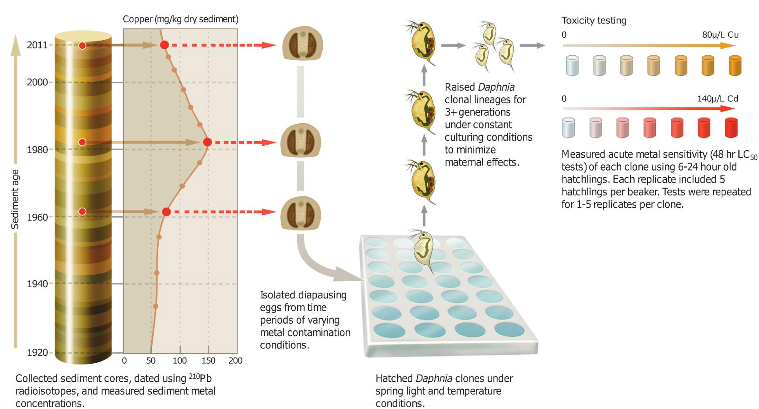 Diagram showing steps in a study that combined "resurrection ecology" with an analysis of dated lake sediments to examine evolutionary responses to heavy-metal contamination over the past 75 years. Image credit: John Megahan