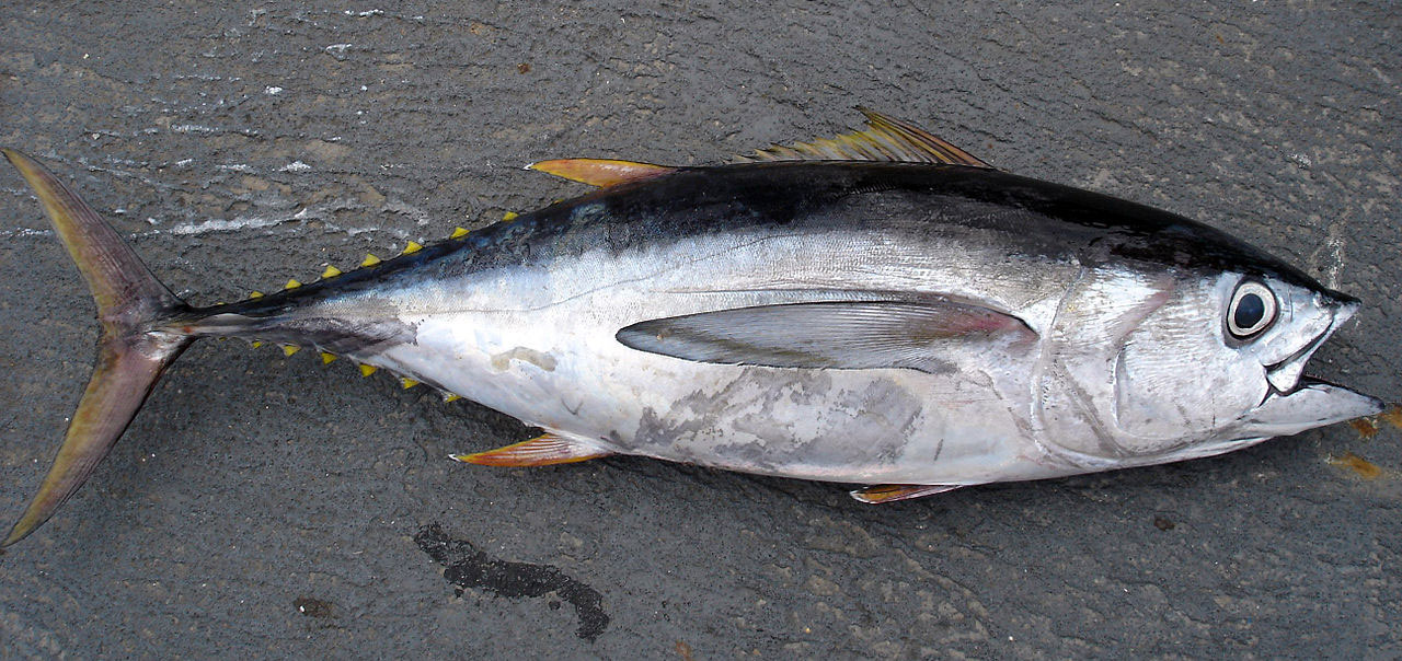 Bigeye tuna. Image credit: Allen Shimada, NOAA NMFS OST