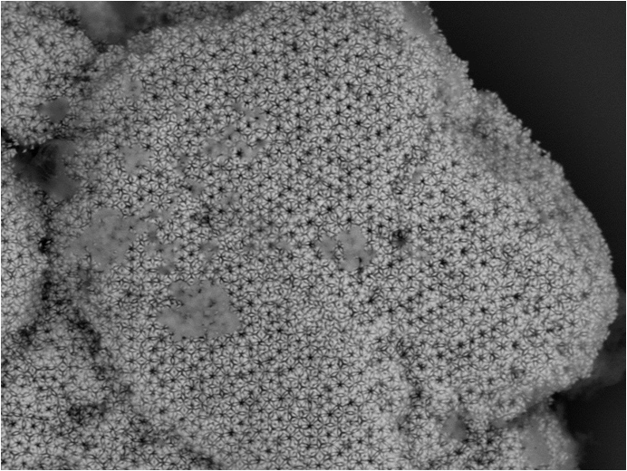 An electron microscope image of the surface of the crystal. Image credit: Mirkin Lab, Northwestern University. Copyright: Science.