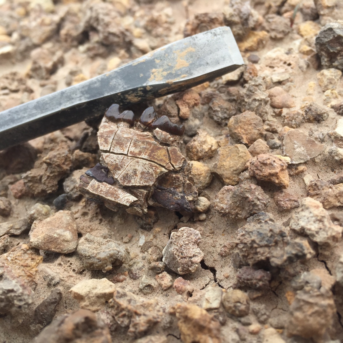 Arenahippus jaw fragment (with 2nd and 3rd molars), as discovered in field.  For scale: Tip of chisel is ~1 cm wide. Image credit: University of New Hampshire