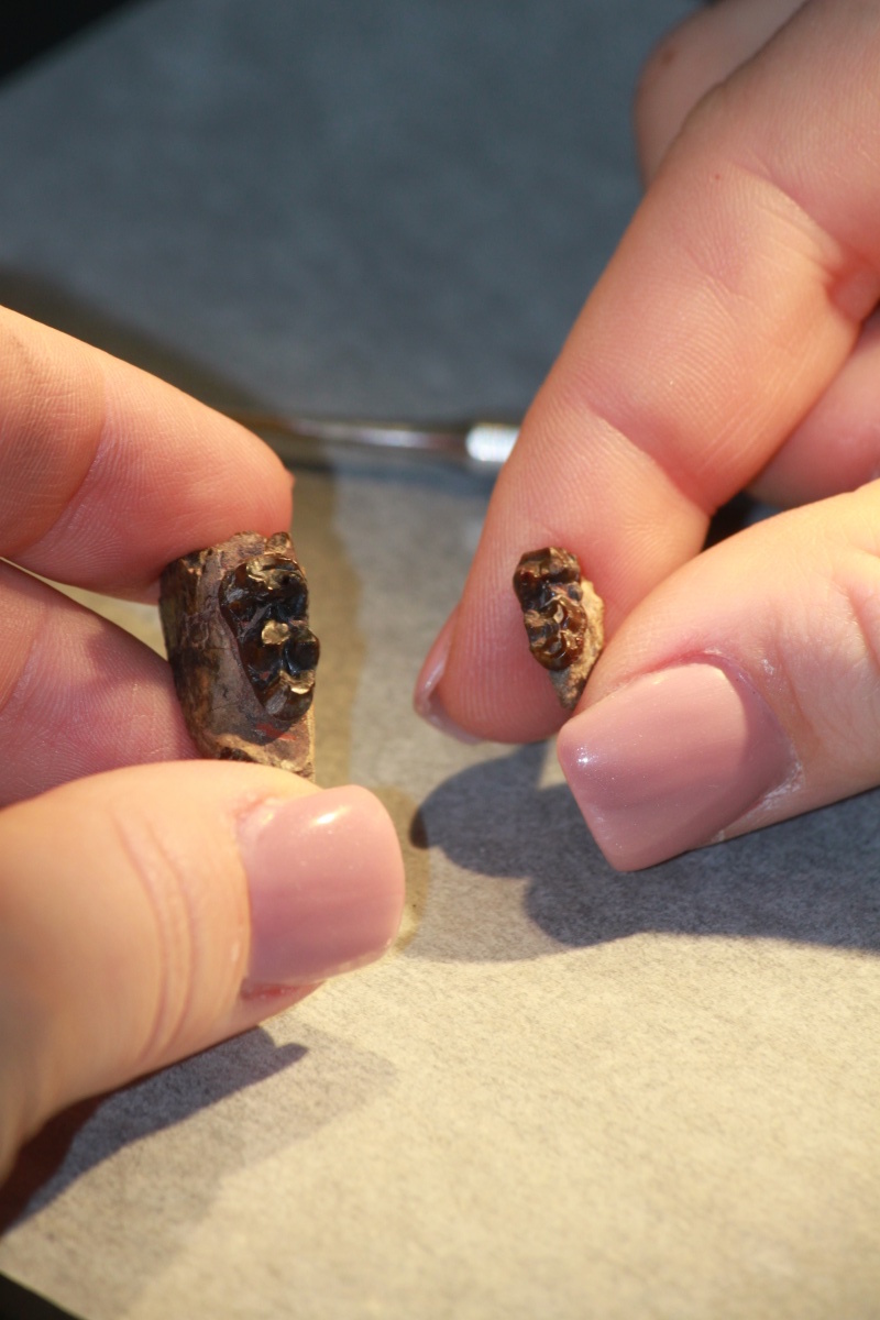 Comparing fossil size; larger non-ETM2 Arenahippus specimen in left hand, smaller mid-ETM2 Arenahippus specimen in right hand. Image credit: University of New Hampshire