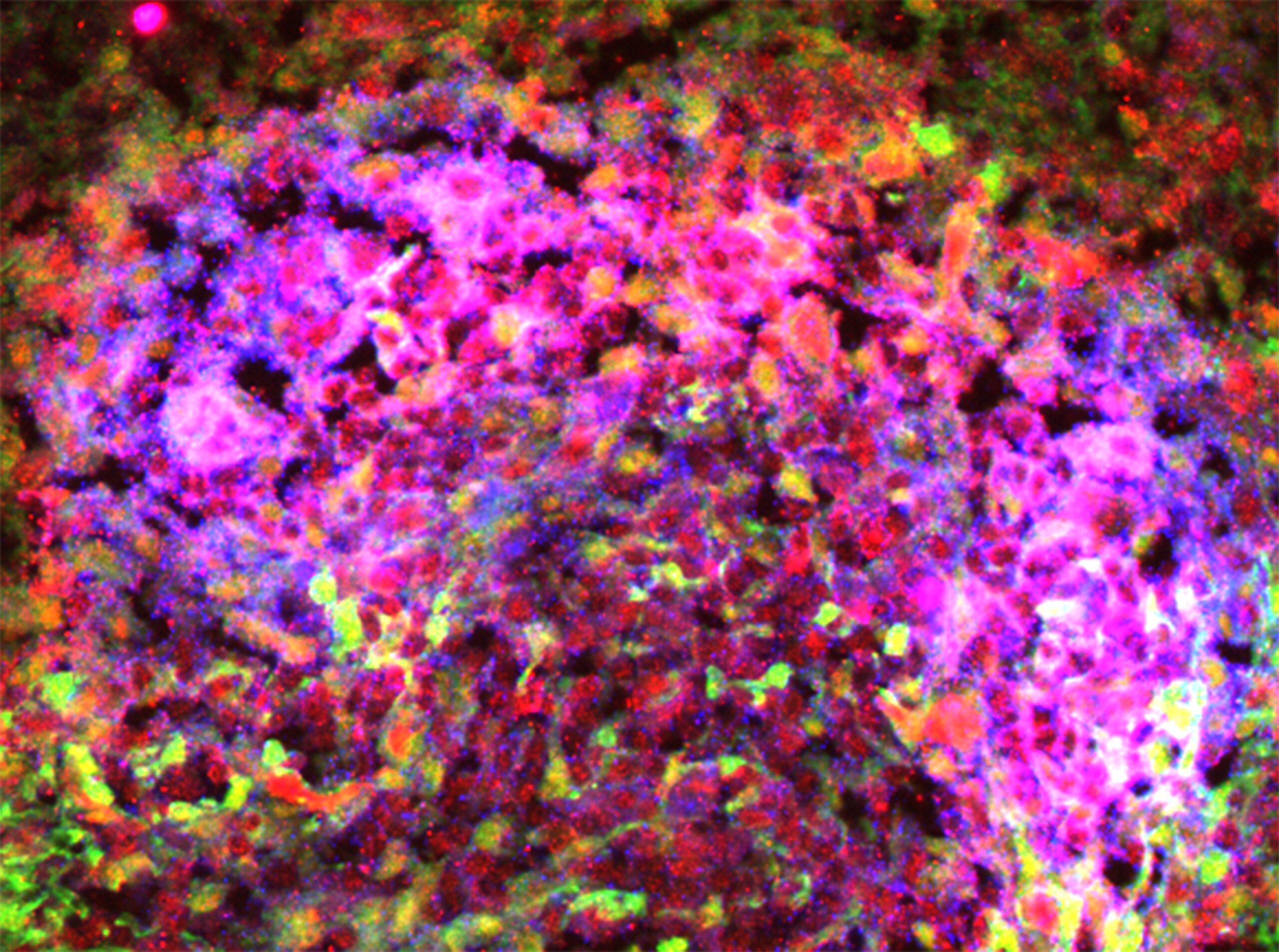 Microscope image showing immunofluorescence staining for Notch ligands in mouse spleen stromal cells. Image credit: Jooho Chung, University of Michigan; Sanjiv Luther, University of Lausanne.