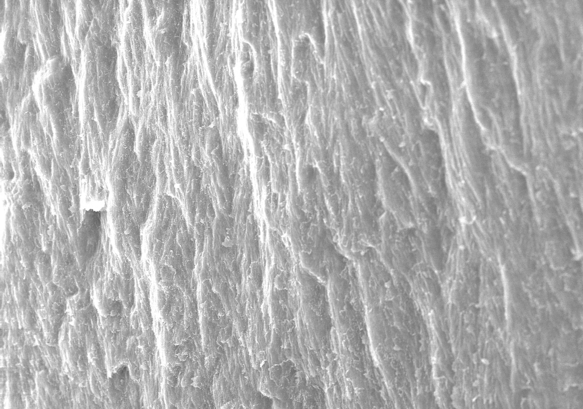 An electron microscope image of the enamel of a Tyrannosaurus rex tooth. Credit: Kotov Lab, University of Michigan.