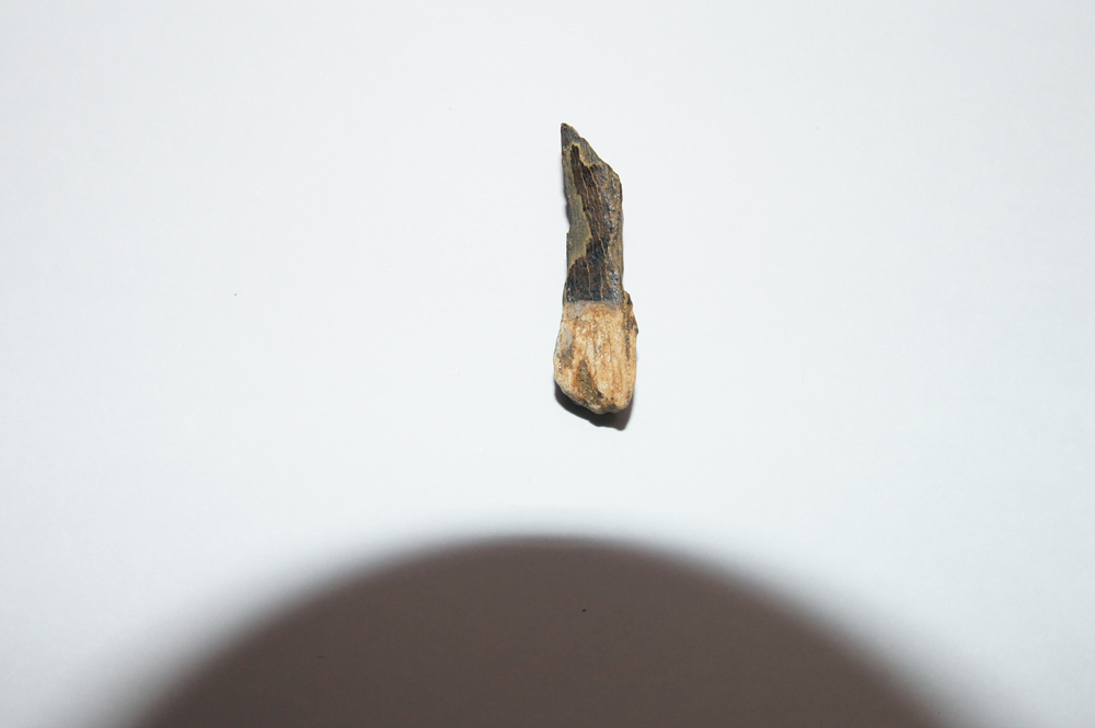 The tooth of a Tyrannosaurus rex. Credit: Kotov Lab, University of Michigan.