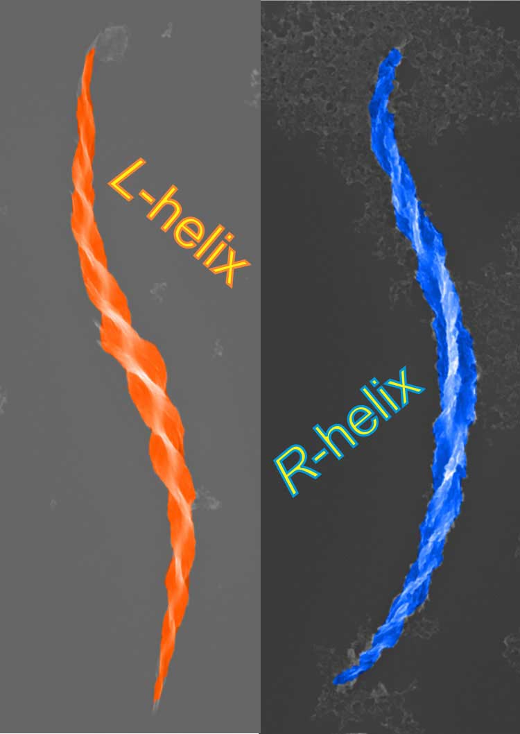 Colorized electron microscope images of a right-handed helix and a left-handed helix. Image credit: Wenchun Feng, Kotov Lab