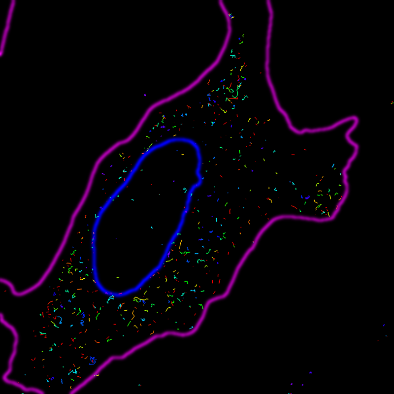 Live cells showing the trajectories of single miRNA molecules. Image credit: Nils Walter