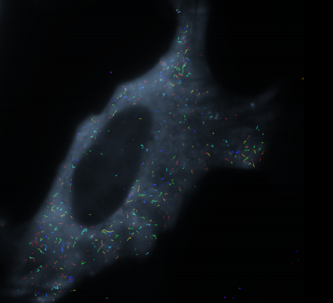 Live cells showing the trajectories of single miRNA molecules. The dark circle at the center is the cell's nucleus. Image credit: Nils Walter
