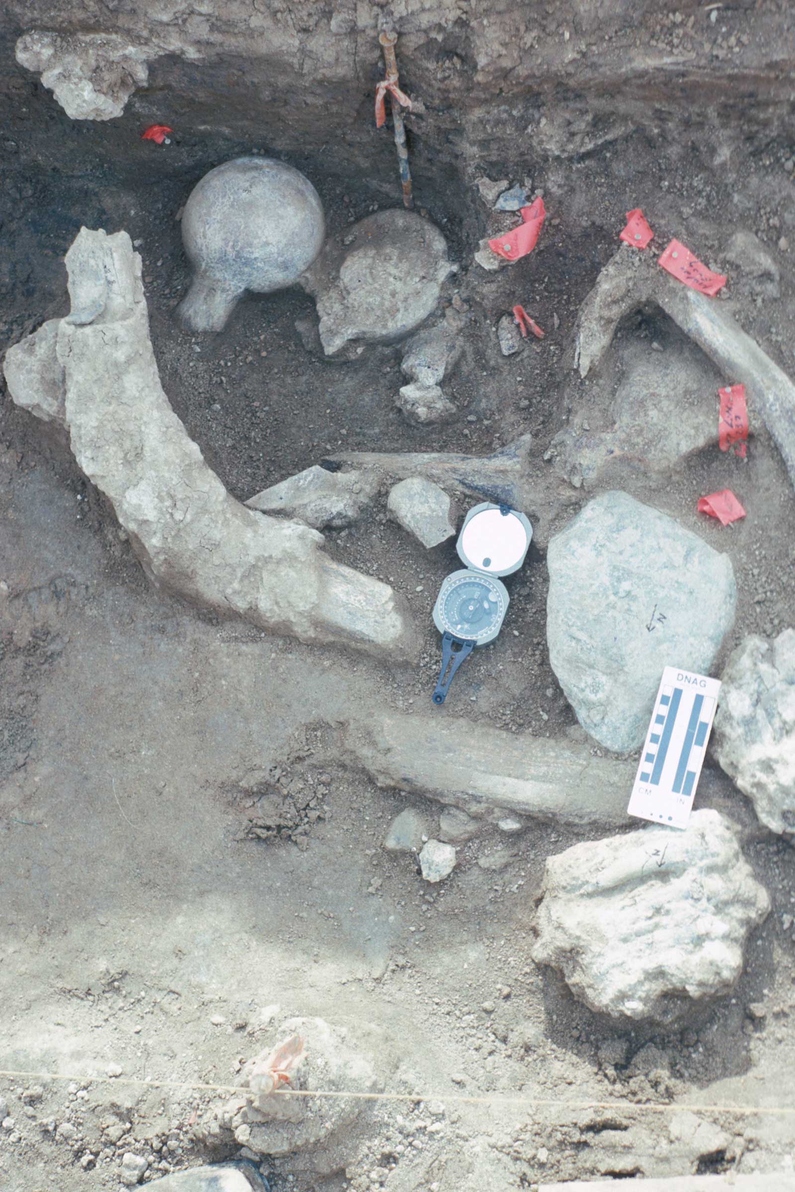 A concentration of fossil bone and rock. The  unusual positions of the femur heads, one up and  one down, broken in the same manner next to each other is unusual. Mastodon molars are  located in the lower right hand corner next to a  large rock comprised of andesite which is in  contact with a broken vertebra. Upper left is a rib  angled upwards resting on a granitic pegmatite  rock fragment. Image courtesy: San Diego Natural History Museum