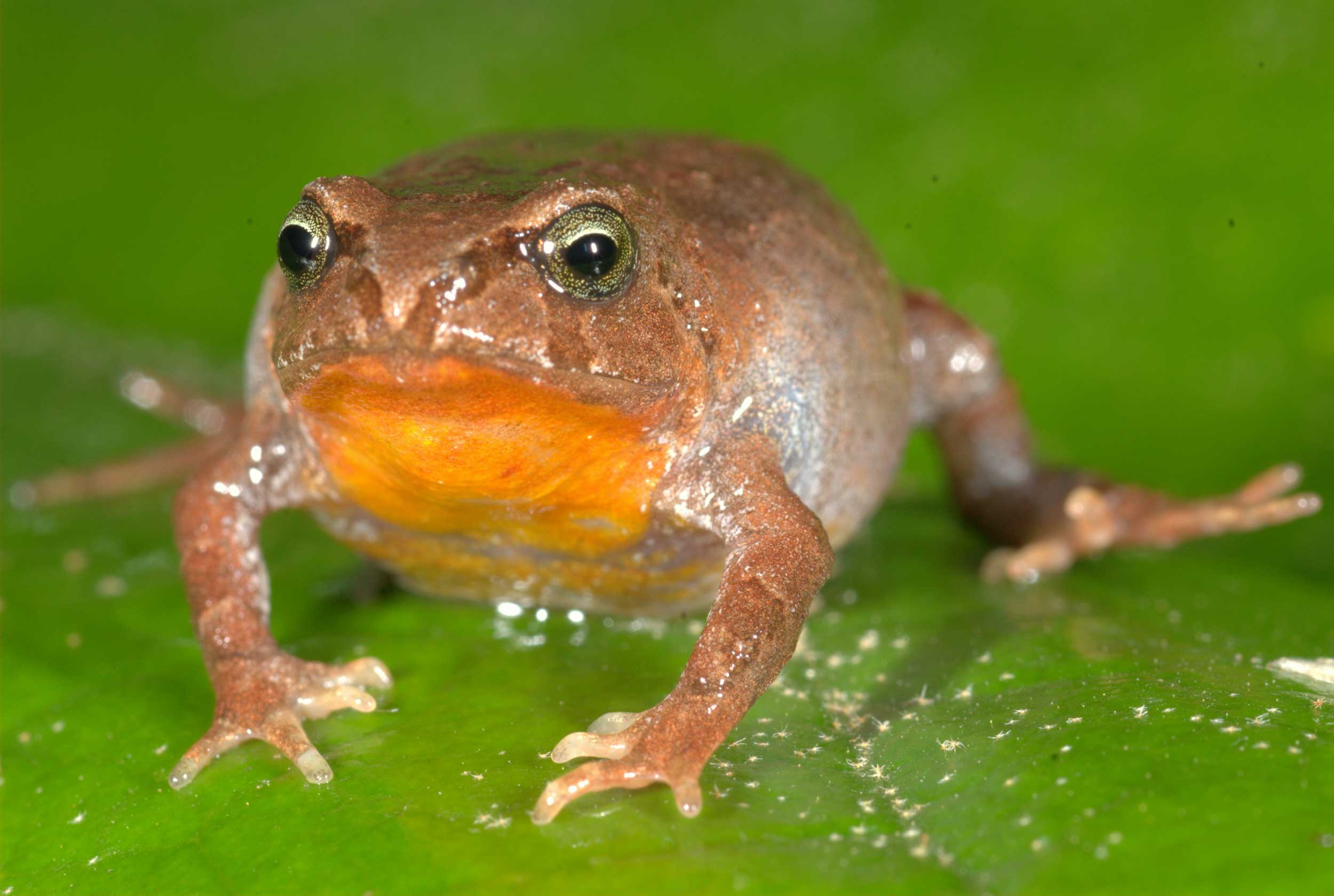 Bryophryne hanssaueri is one of the 22 species included in the Peruvian frog study. Individuals of this species have a bright orange throat and belly. Adults typically range in size from 0.47 to 1.13 inches (1.20 - 2.87 centimeters) in length. These frogs live under mosses and leaf litter in the high-elevation cloud forest between 10,480 and 11,250 feet, just below the treeline. Like other Bryophryne species, females attend clutches of direct-developing embryos until they hatch into tiny froglets. Image credit: Alessandro Catenazzi