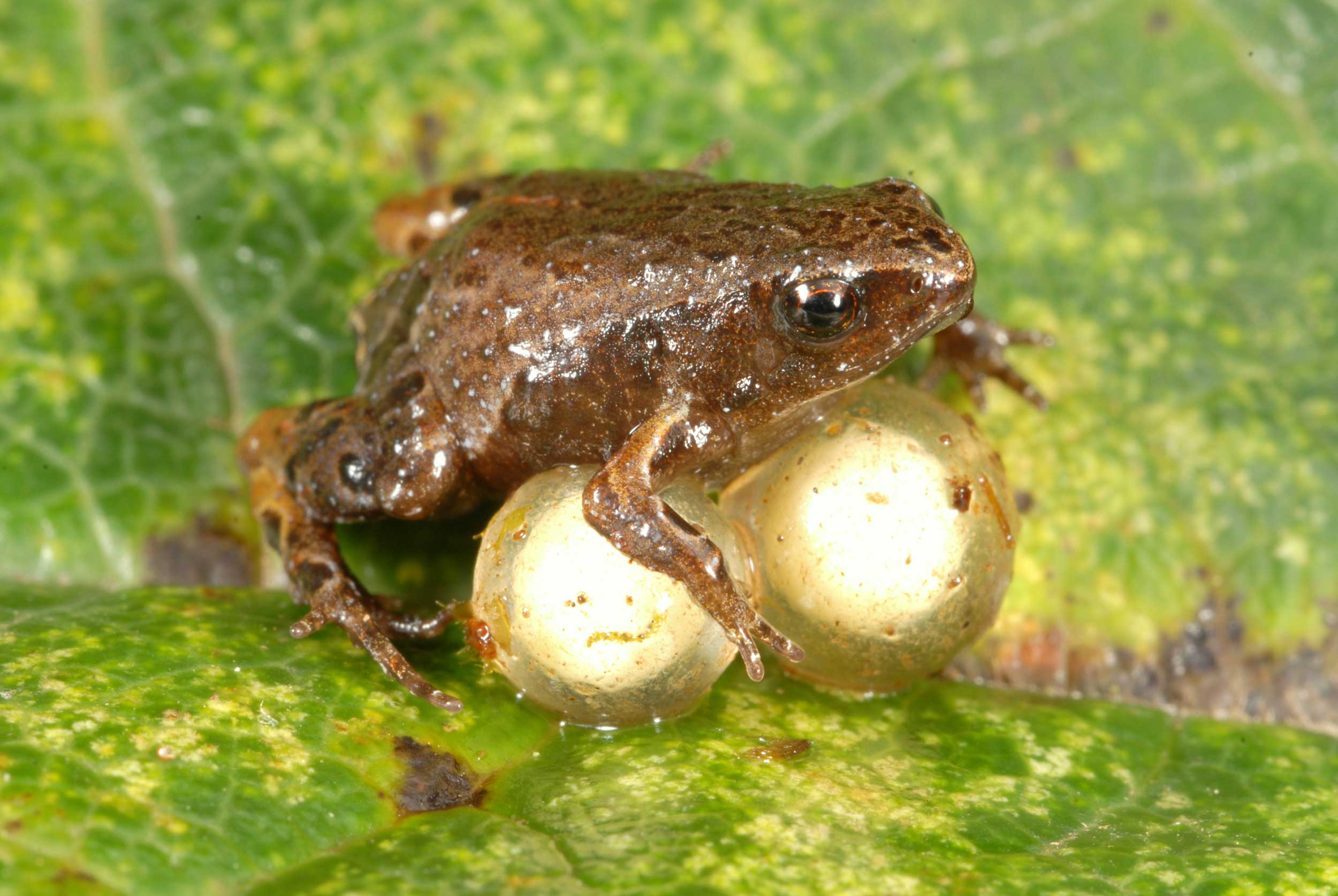 Another species included in the Peruvian frog study was Noblella pygmaea, the smallest frog of the Andes, seen here guarding a clutch of two eggs. These frogs are found in the leaf litter of cloud forest and elfin forest at elevations between 8,934 and 10,990 feet. Adults typically range in size from 0.41 to 0.56 inches (1.03 - 1.42 centimeters). Image credit: Alessandro Catenazzi