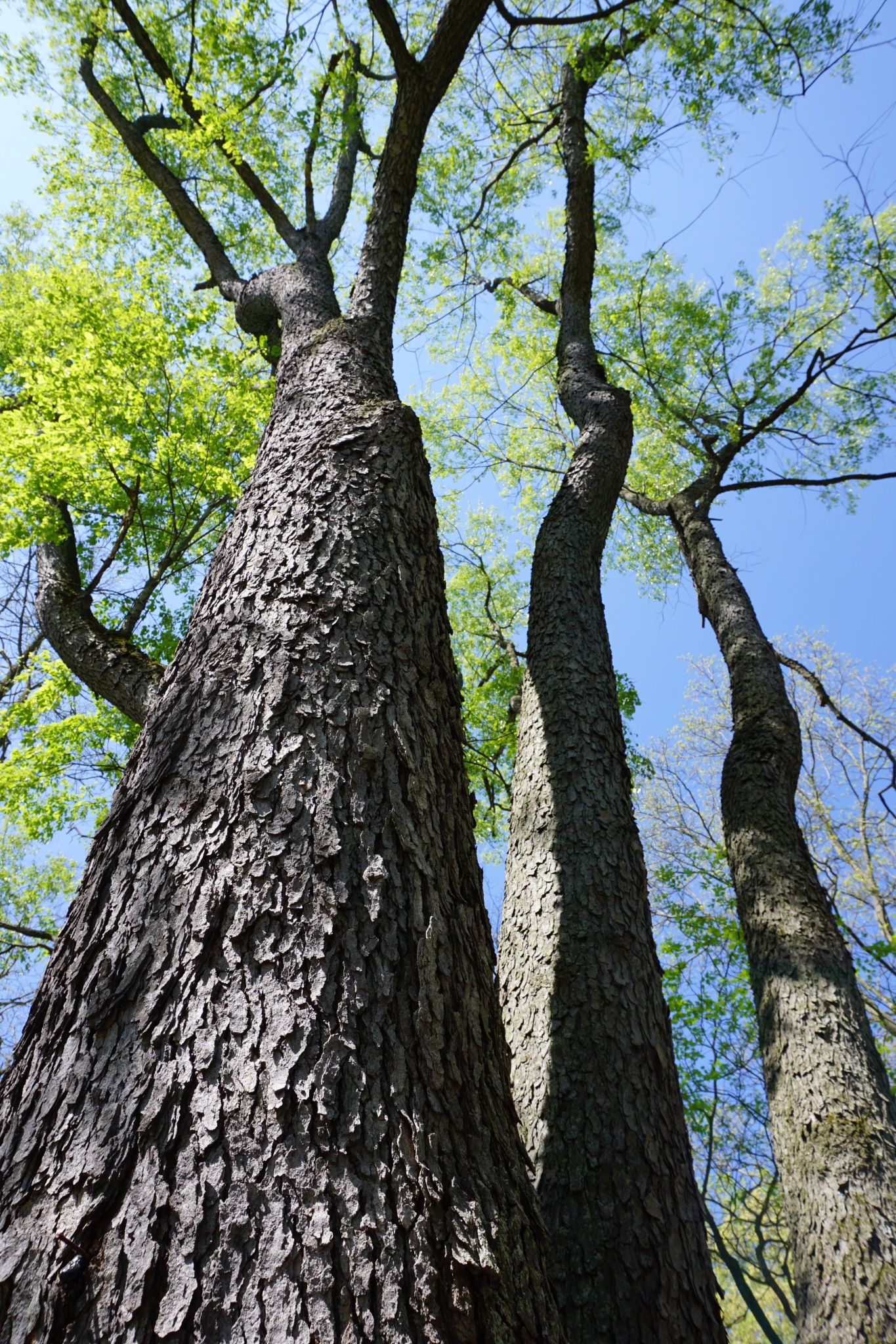 The Black Cherry tree (prunus serotina) was planted in 1980 in Nichols Arboretum, the same year that The Michigan Daily—then known as the U of M Daily—began publishing. Photo courtesy University of Michigan Matthaei Botanical Gardens and Nichols Arboretum.