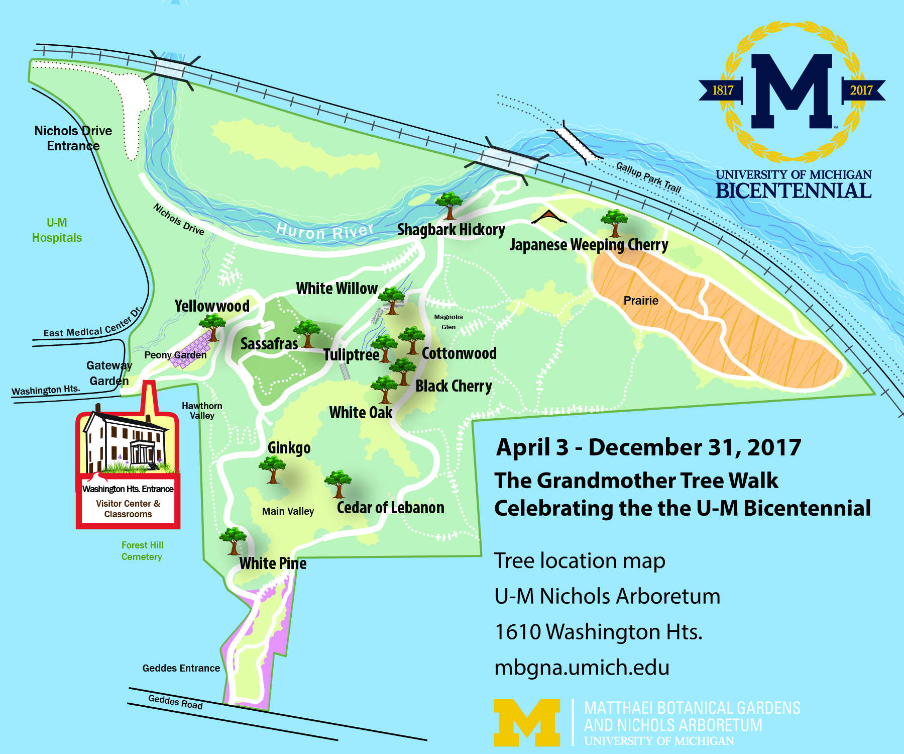 Grandmother Tree Walk maps are available at the Washington Hts. and Geddes Rd. entrances to the Nichols Arboretum and at Matthaei Botanical Gardens. Maps are also available online, along with a story map of the walk. Image courtesy University of Michigan Matthaei Botanical Gardens and Nichols Arboretum.