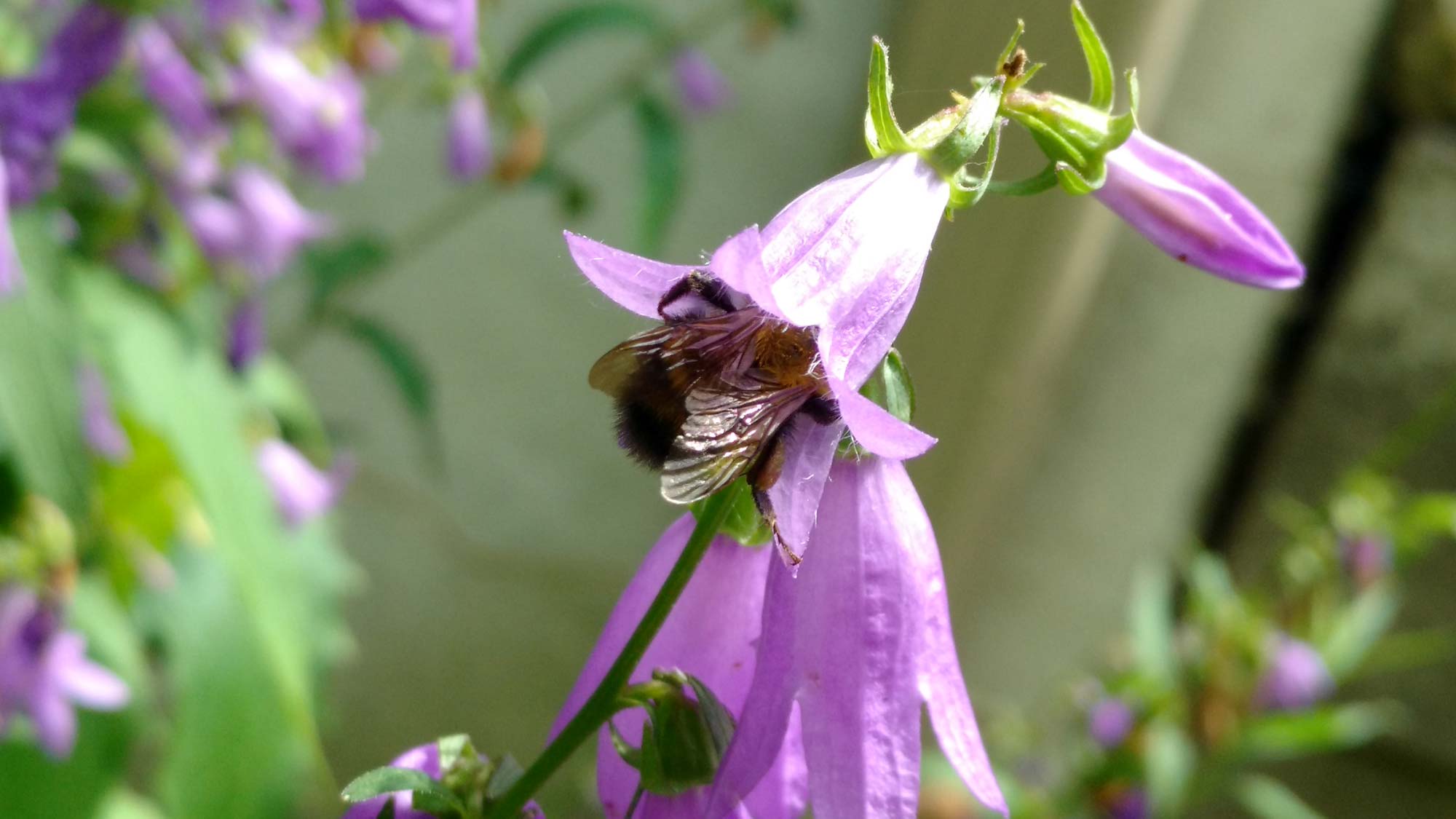 A bumblebee pollinates a creeping bellflower in Ann Arbor. Image credit: Paul Glaum