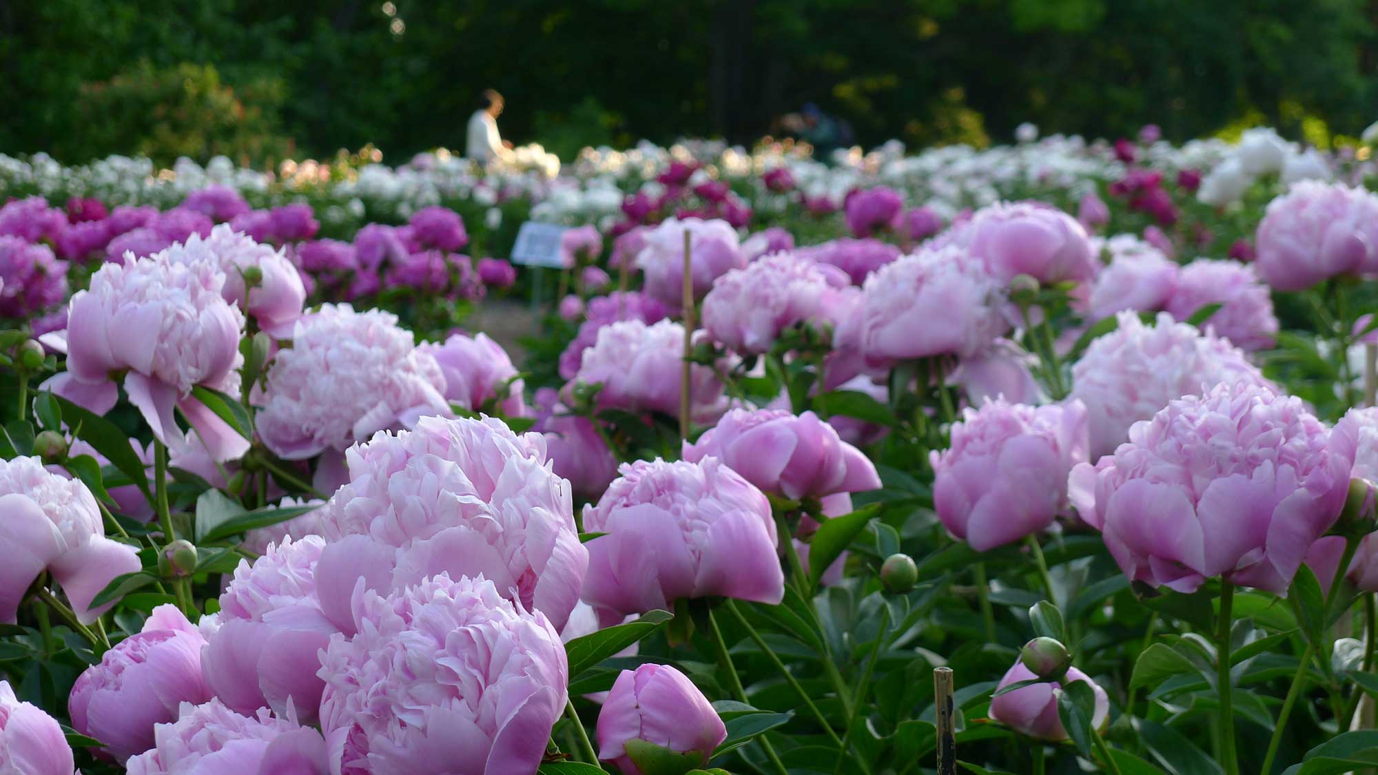 Heirloom Peonies