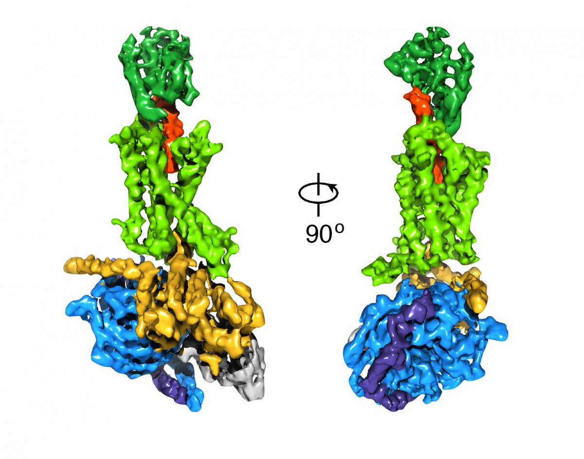 A cryo-EM density map of an activated G protein-coupled receptor complex. A docked GLP-1 peptide is labeled in orange. Image credit: Yan Zhang, Bingfa Sun, et al, Nature