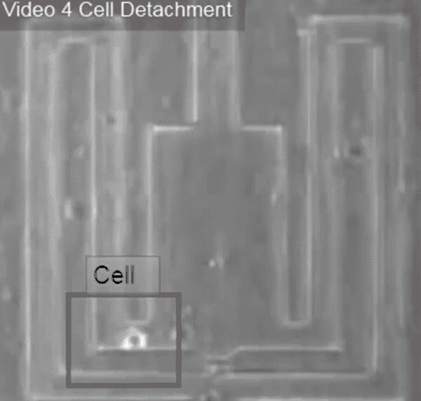 The laser creates a bubble under the cell that bursts out and releases the cell so that it can flow out of the chip. Image credit: Yu-Chih Chen, Yoon Lab