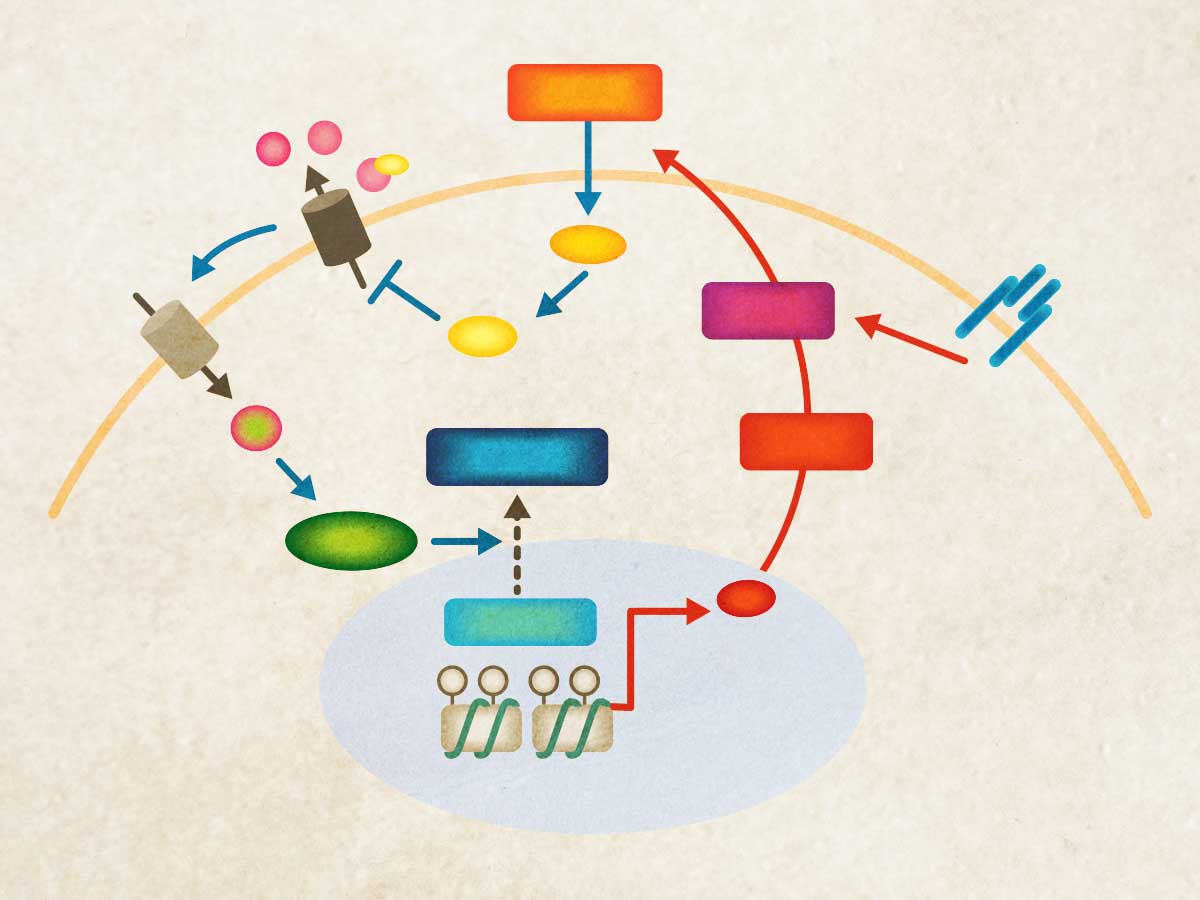An illustration of the Baf60c-Deptor-AKT signaling pathway identified as a target of myocyte glucose sensing that augments muscle insulin action. Image credit: Stephanie King/LSI