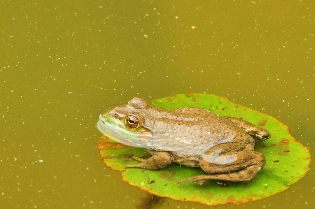 Large frog on a small lillypad. Image credit: jeffreyw via Flickr